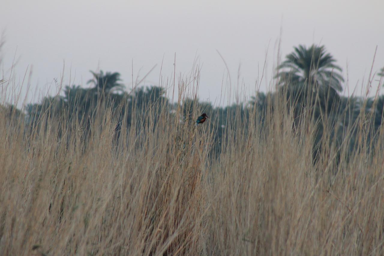 Kom El Dikka Agri Lodge ‘Izbat an Nāmūs Esterno foto